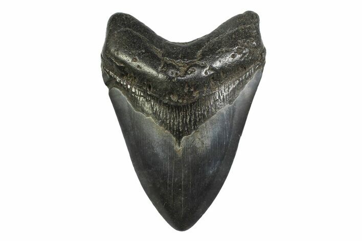 Fossil Megalodon Tooth - South Carolina #356840